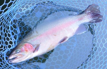 かっこいい魚がいっぱい ～岡崎トラウトポンド～